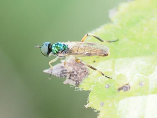 Réf. 240 184 : Chorisops nagatomii